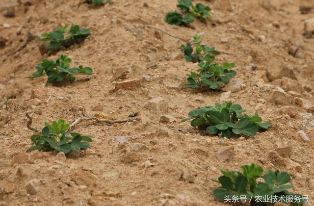 花生的種植技術及播種時間，播種時掌握3個技巧