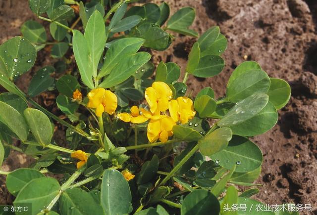 花生的種植技術及播種時間，播種時掌握3個技巧
