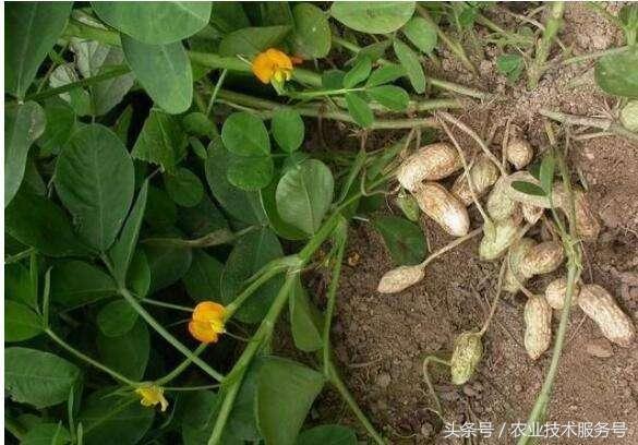花生的種植技術及播種時間，播種時掌握3個技巧