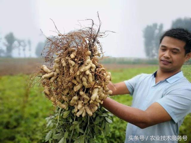 花生的種植技術及播種時間，播種時掌握3個技巧