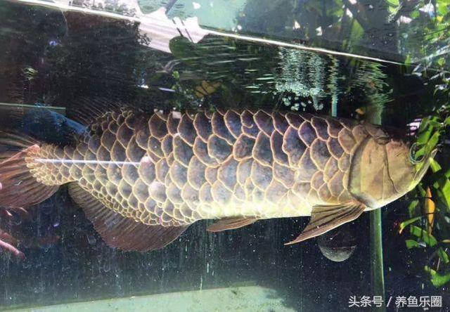 很可爱的六角龙鱼你见过吗，谁能拒绝一个可爱又爱笑的水龙呢