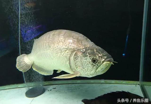 很可爱的六角龙鱼你见过吗，谁能拒绝一个可爱又爱笑的水龙呢