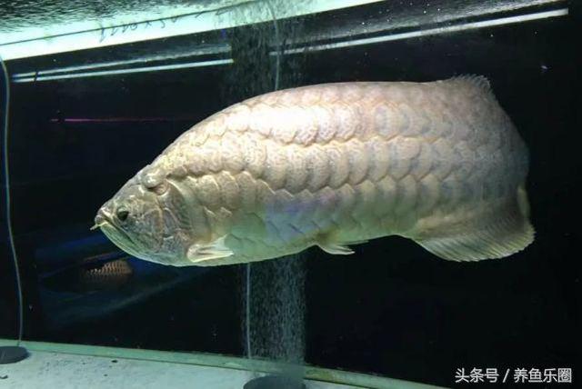 很可爱的六角龙鱼你见过吗，谁能拒绝一个可爱又爱笑的水龙呢