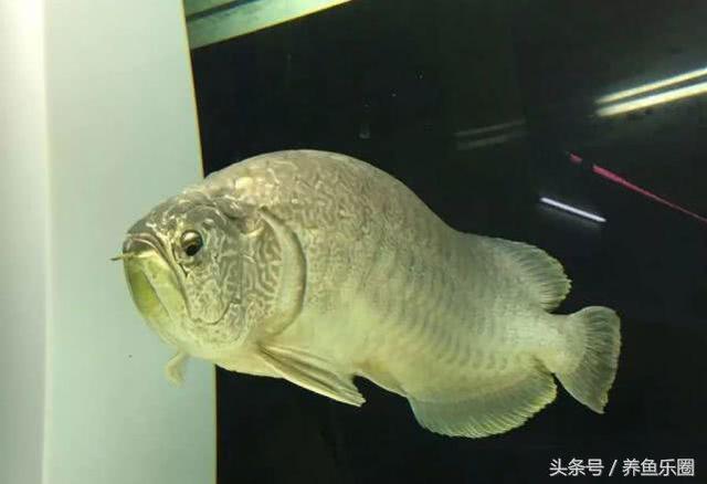 很可爱的六角龙鱼你见过吗，谁能拒绝一个可爱又爱笑的水龙呢