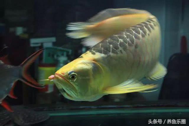 很可爱的六角龙鱼你见过吗，谁能拒绝一个可爱又爱笑的水龙呢