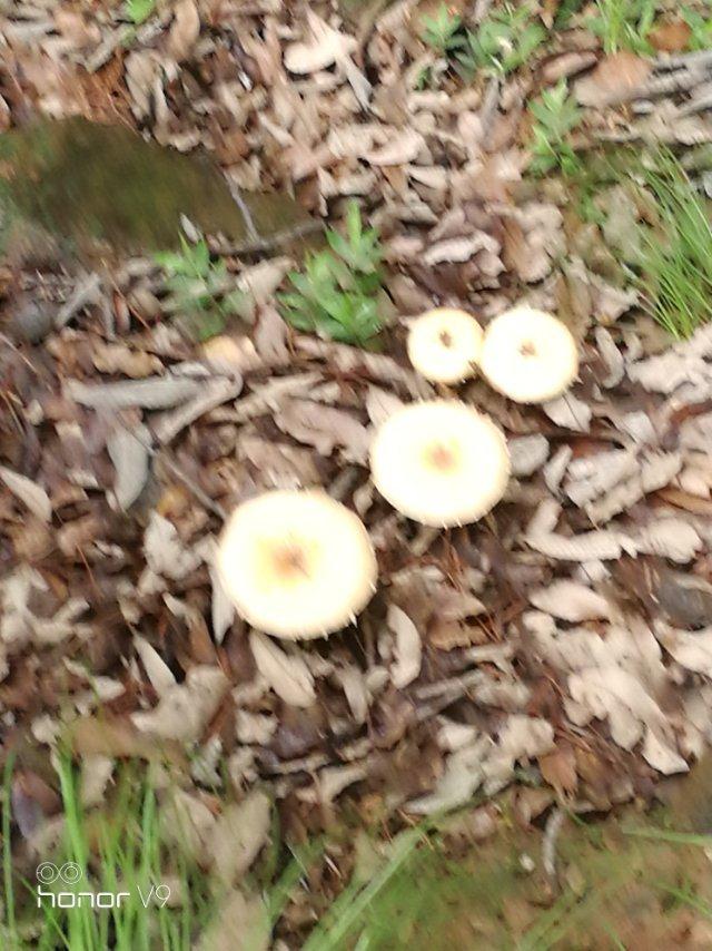 过京西潭柘寺，＃走北京＃