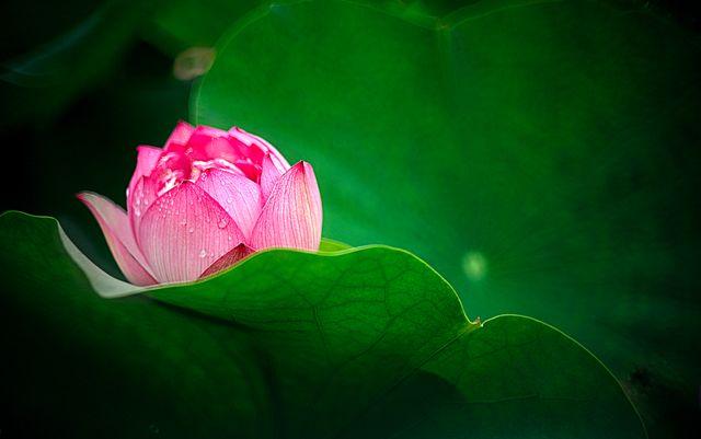 晚安美文180716：你若爱自己，莲开香满衣