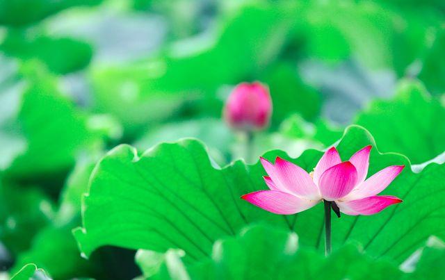晚安美文180716：你若爱自己，莲开香满衣