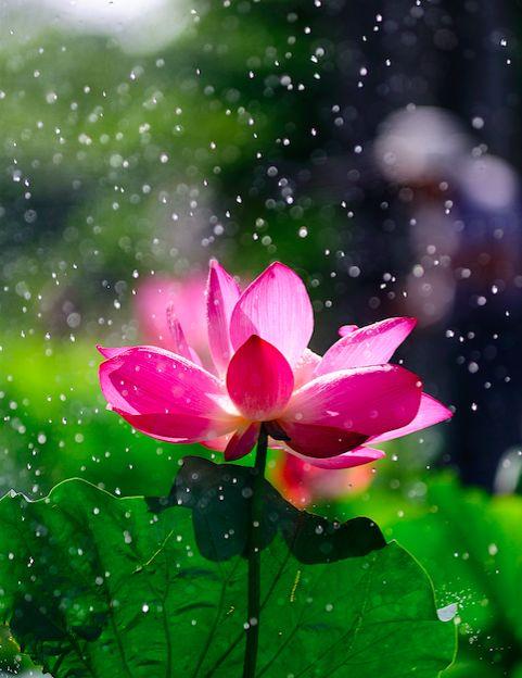 晚安美文180716：你若爱自己，莲开香满衣