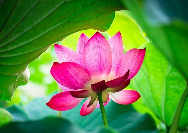 晚安美文180716：你若爱自己，莲开香满衣