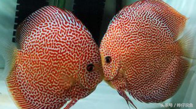 什么宠物鱼好养，小鱼缸好养的观赏鱼（盘点夏日养宠物鱼的三个大坑）