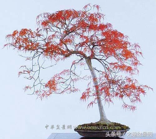 红枫盆景的制作和养护，红枫盆景养殖方法和技术