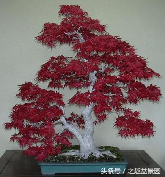 红枫盆景的制作和养护，红枫盆景养殖方法和技术