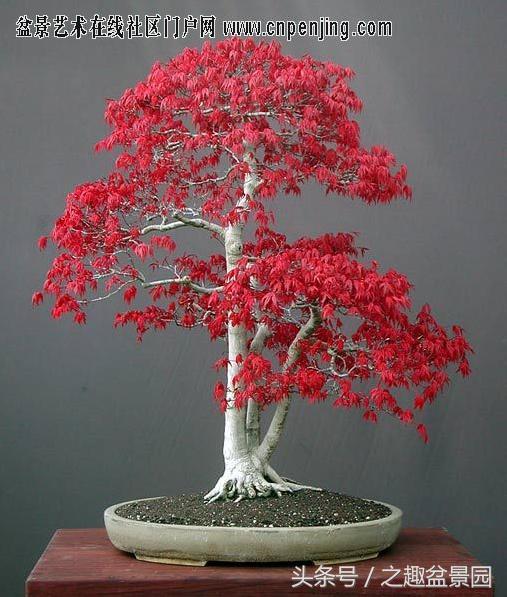 红枫盆景的制作和养护，红枫盆景养殖方法和技术