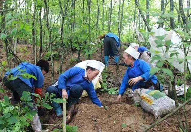 天麻种植技术之野生天麻，天麻栽培技术