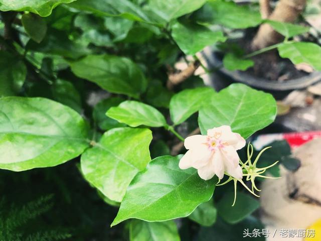 大龙虾怎么做简单最好吃，也能做出高水准的大龙虾