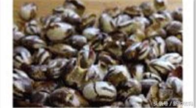 农村常见的10种野生食物，图6名字容易被误会