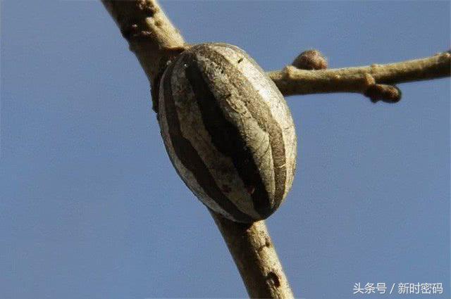 农村常见的10种野生食物，图6名字容易被误会
