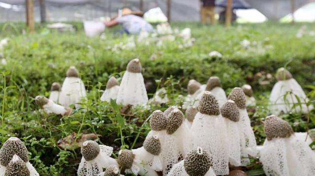 野菌的100种做法，野生菌做法大全