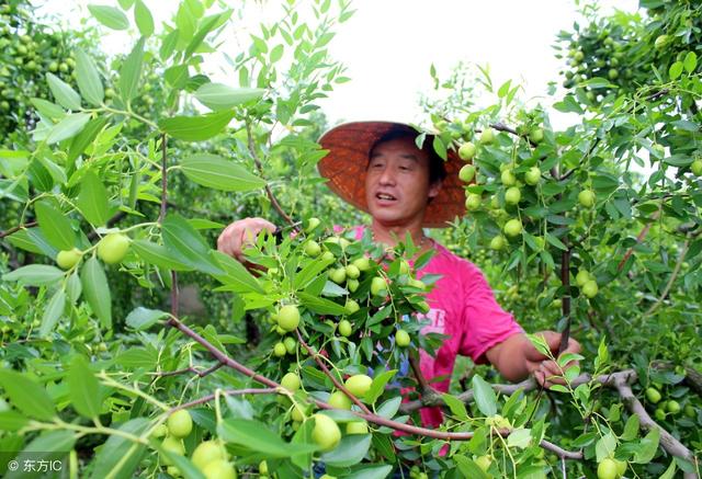 露天枣树的管理方法，露天枣树管理即将进入花期