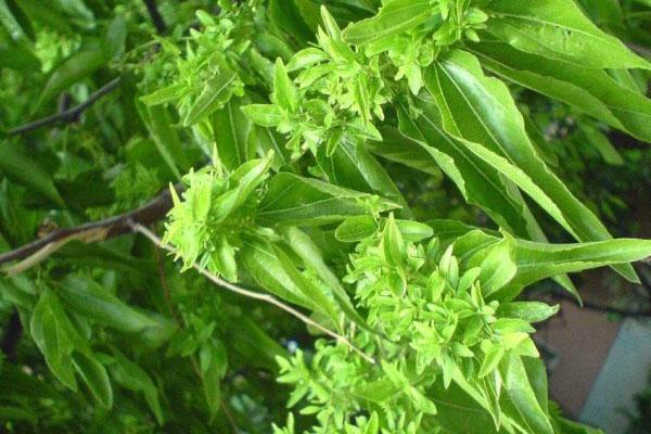 露天枣树的管理方法，露天枣树管理即将进入花期