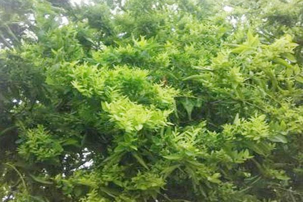 露天枣树的管理方法，露天枣树管理即将进入花期