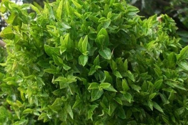 露天枣树的管理方法，露天枣树管理即将进入花期