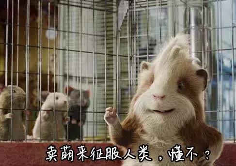豚鼠和荷兰猪的区别，荷兰猪和豚鼠有什么区别（荷兰猪是荷兰的猪吗）