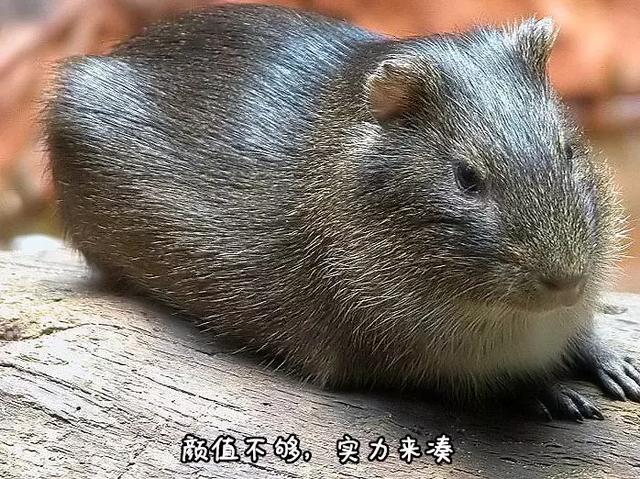 豚鼠和荷兰猪的区别，荷兰猪和豚鼠有什么区别（荷兰猪是荷兰的猪吗）