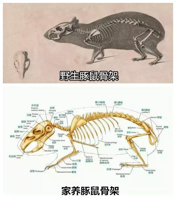 豚鼠和荷兰猪的区别，荷兰猪和豚鼠有什么区别（荷兰猪是荷兰的猪吗）