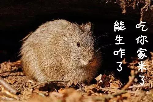 豚鼠和荷兰猪的区别，荷兰猪和豚鼠有什么区别（荷兰猪是荷兰的猪吗）
