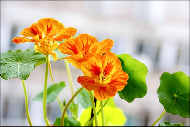 适合养吊兰的盆，吊兰换盆了