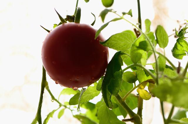 适合养吊兰的盆，吊兰换盆了