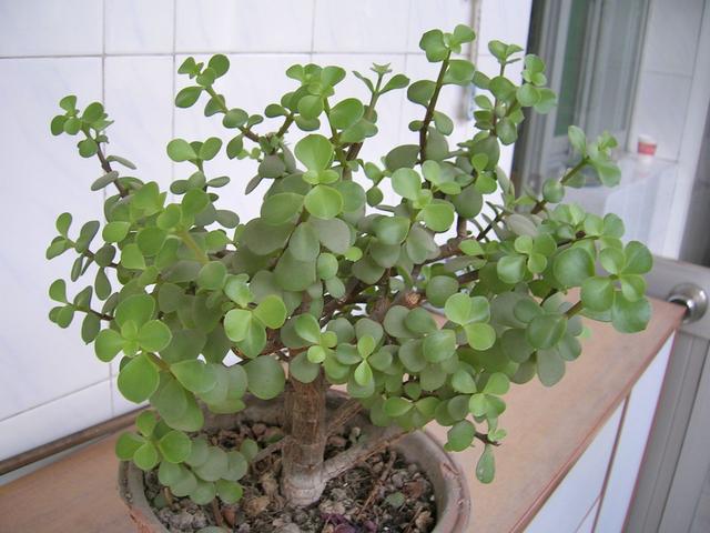 适合养吊兰的盆，吊兰换盆了
