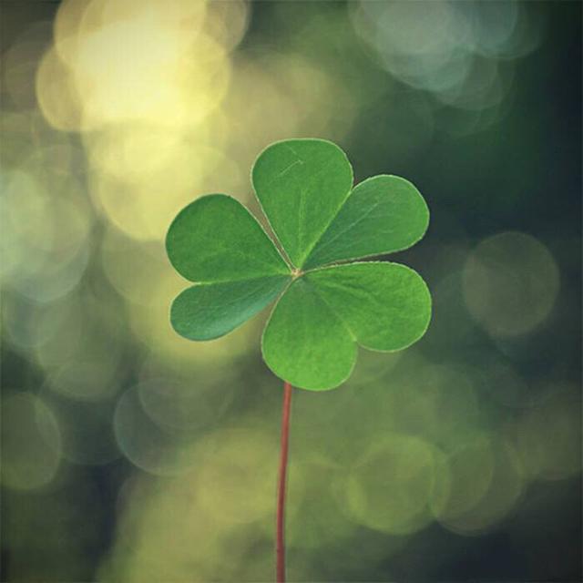 三叶草的特点，可不能小瞧了它