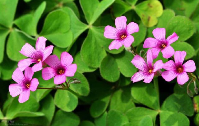 三叶草的特点，可不能小瞧了它