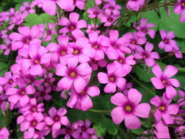 三叶草的特点，可不能小瞧了它