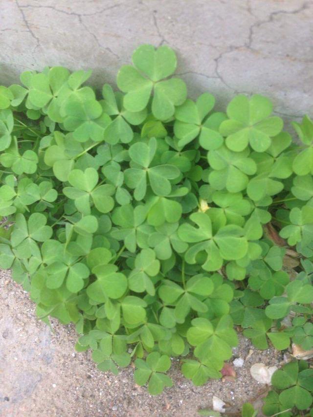 三叶草的特点，可不能小瞧了它