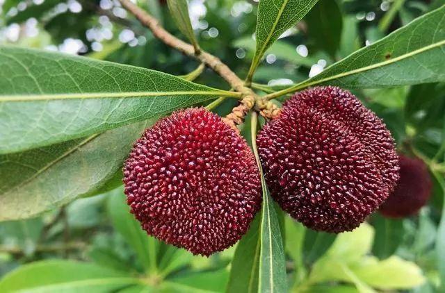 冬季最推荐10款饮料，在炎炎夏日可以无负担地大口畅饮