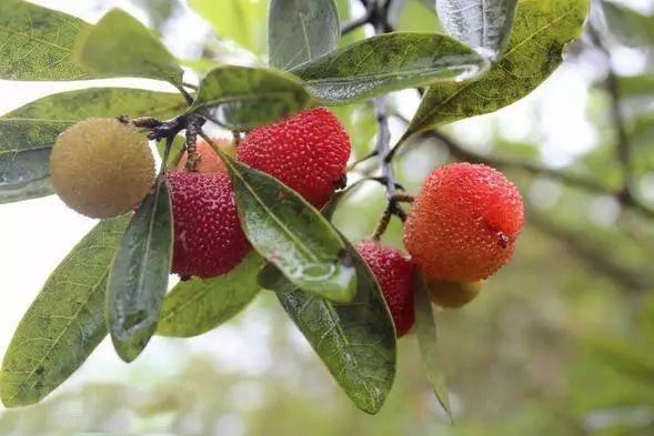 冬季最推荐10款饮料，在炎炎夏日可以无负担地大口畅饮