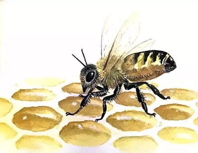 短耳兔儿童睡前故事，儿童故事：短耳朵兔与毛毛虫