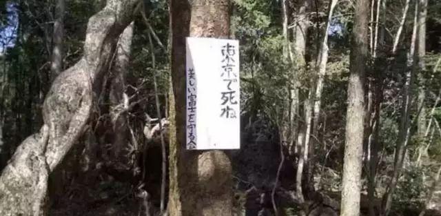 日本公园消失事件，19棵树干摆SOS救不知情遇难者