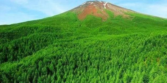 日本公园消失事件，19棵树干摆SOS救不知情遇难者