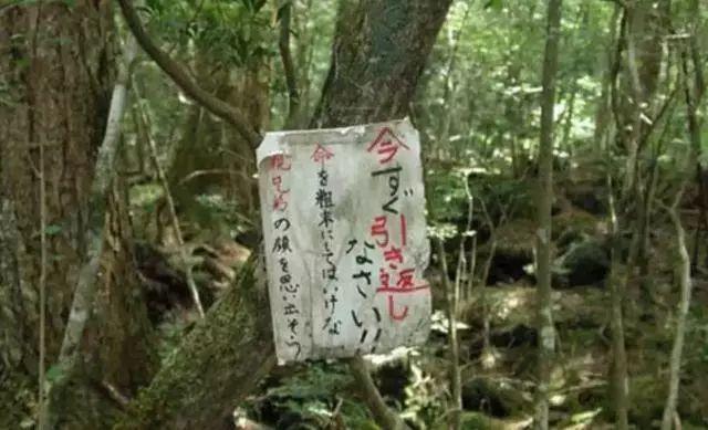日本公园消失事件，19棵树干摆SOS救不知情遇难者