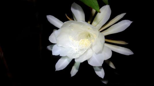 昙花的养殖方法，昙花怎么养护的方法（养护得好就能看到开放全过程）