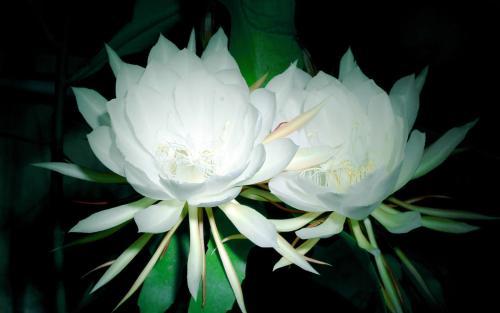 昙花的养殖方法，昙花怎么养护的方法（养护得好就能看到开放全过程）