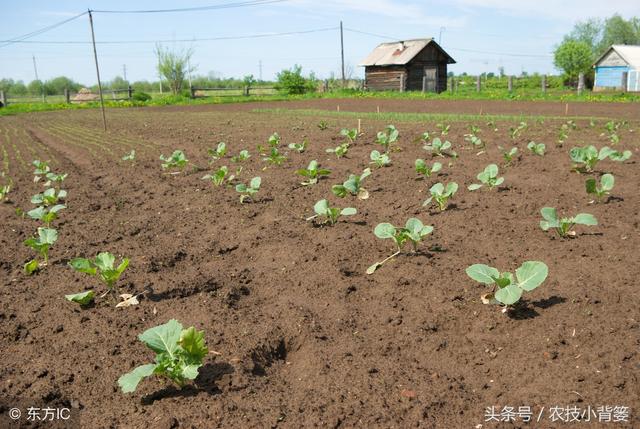 种植大白菜的方法和步骤，如何种植白菜