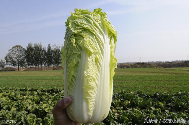 种植大白菜的方法和步骤，如何种植白菜