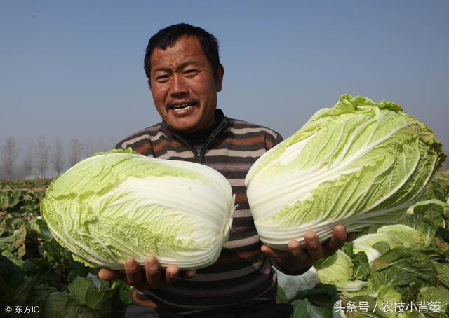 种植大白菜的方法和步骤，如何种植白菜