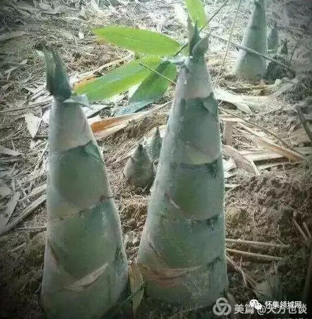 怀集县特产介绍，怀集的干货特产